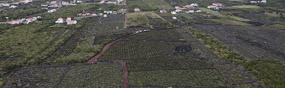 Vinhas das criaçao Velha