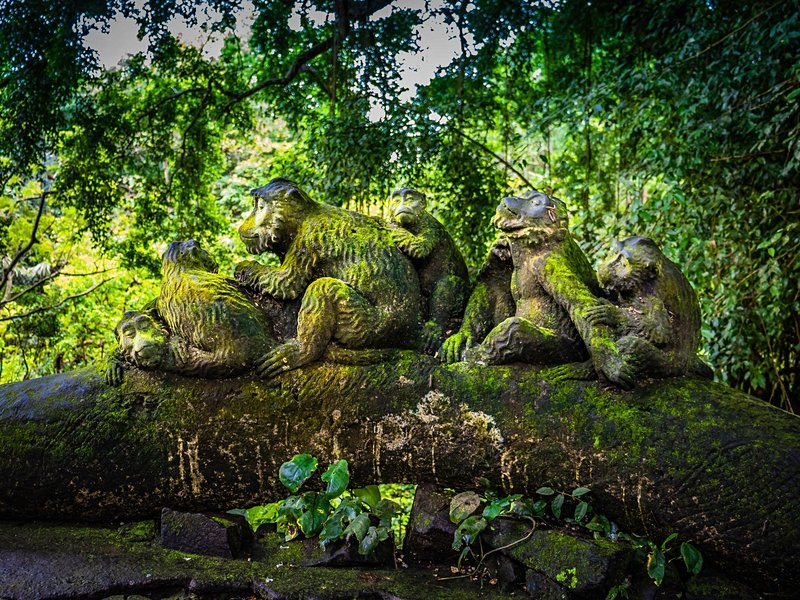La forêt des singes