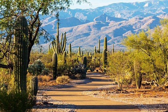 Parc national de Saguaro