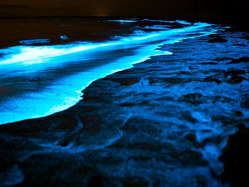 Contempler la bioluminescence