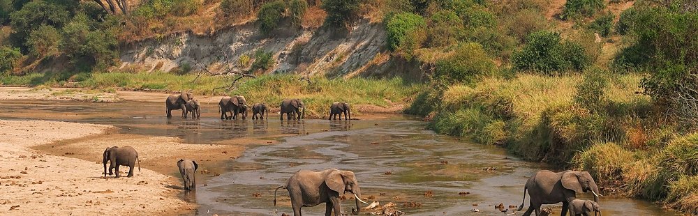 Observer les éléphants