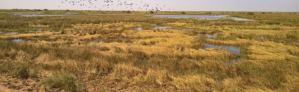 Parc national du Diawling