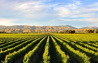 Vignobles à Blenheim