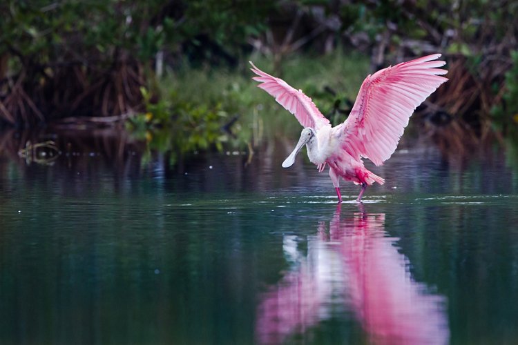 Everglades et Big Cypress 3