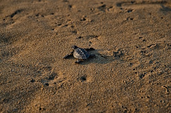 La ponte des tortues à Tortuguero