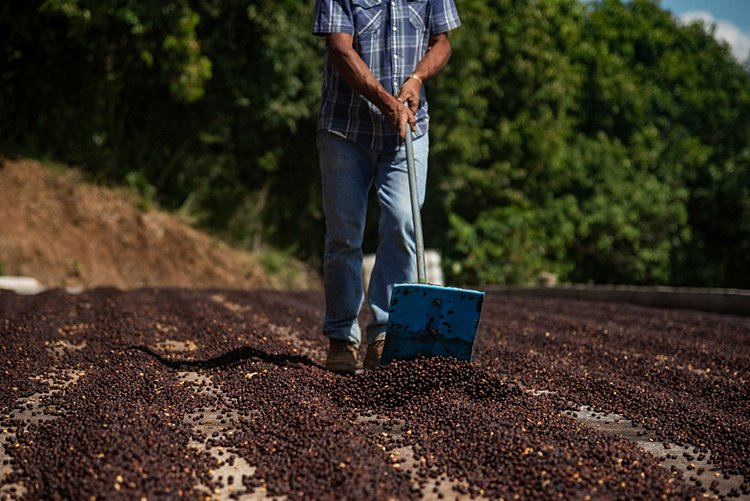 Costa Rica – Vallée Centrale et Tarrazú