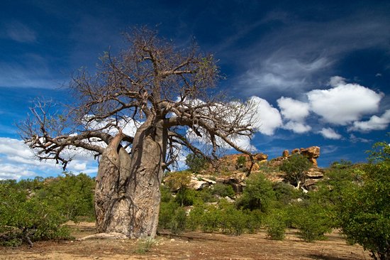 Parc national de Mapungubwe