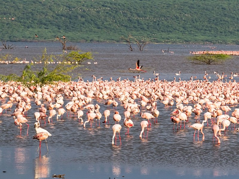 Le lac Baringo