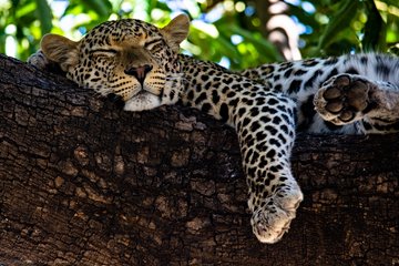 Parc national de Chobe