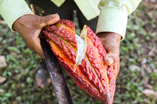 Une ferme tropicale entre café, cacao et permaculture