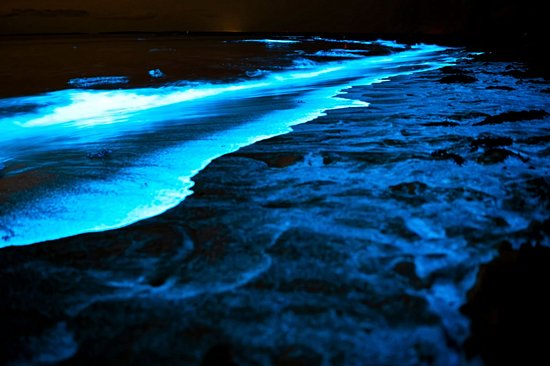 Contempler la bioluminescence