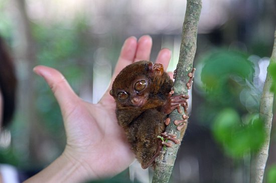 Observer les tarsiers à la Tarsier Sanctuary