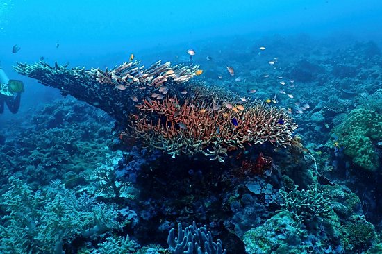 Tubod Marine Sanctuary
