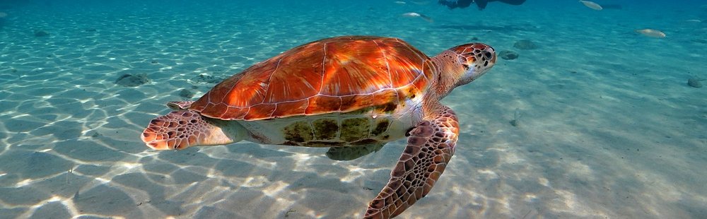 Cozumel