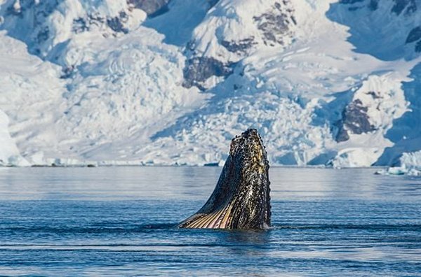 Admirer les hordes de baleines