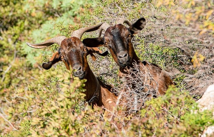 Chèvres dans le massif du Gennargentu