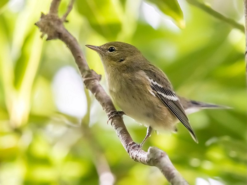 L'observation des oiseaux