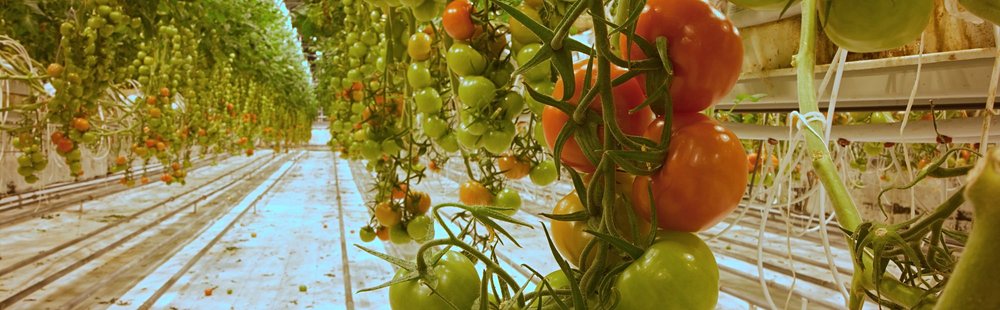 La ferme biologique de Fridheimar