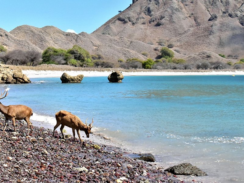 L’île de Padar