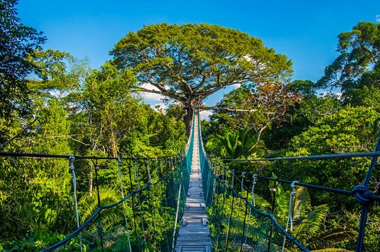 La forêt amazonienne