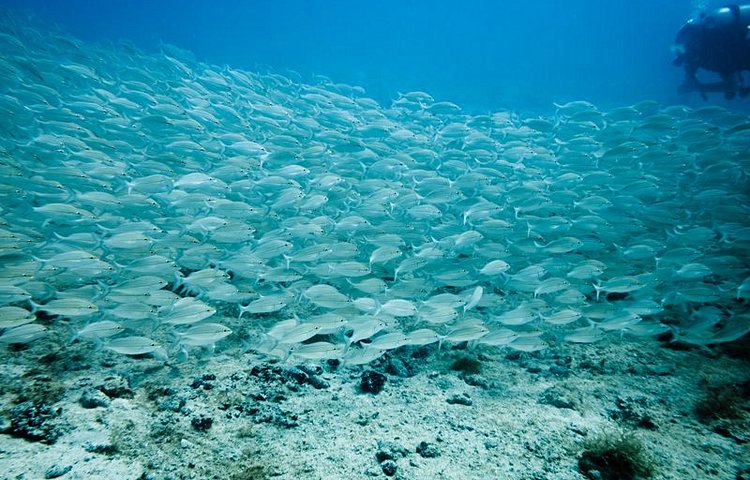 Faune marine des îles du Maïs