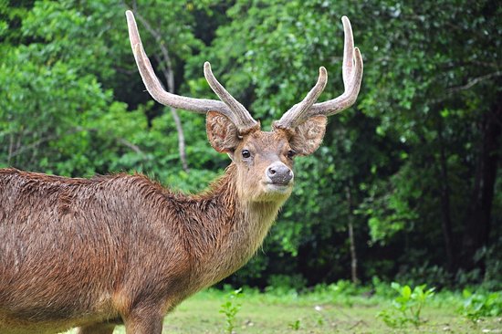 Parc national d'Ujung Kulon