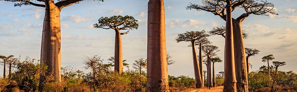 Allée des baobabs de Morondava