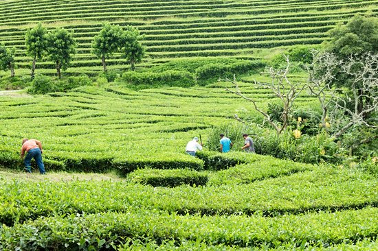 Plantation de thé Gorreana Cha