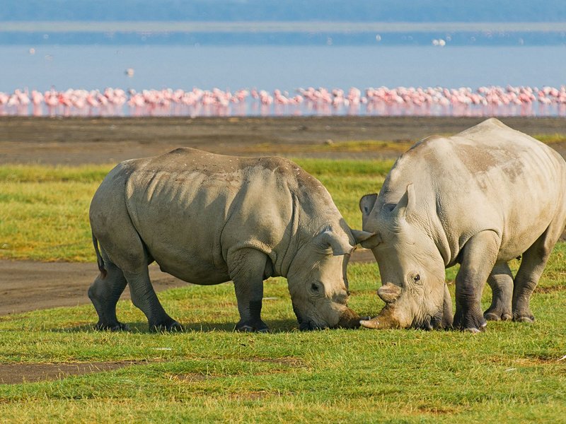 Lac Nakuru