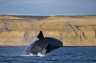 Baleine, Péninsule Valdès