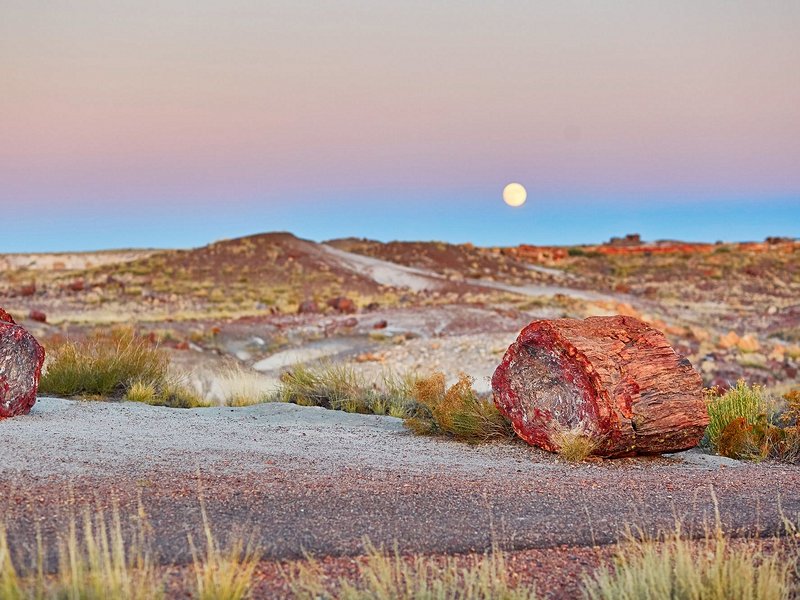 Petrified Forest, Arizona