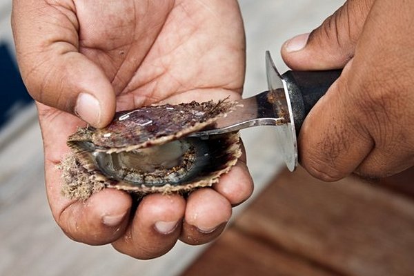 Plonger sur les traces des pêcheurs à la perle