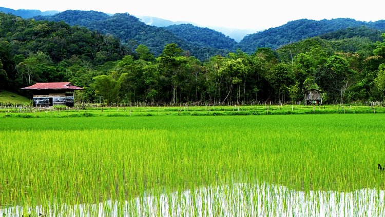 Les Kelabit Highlands