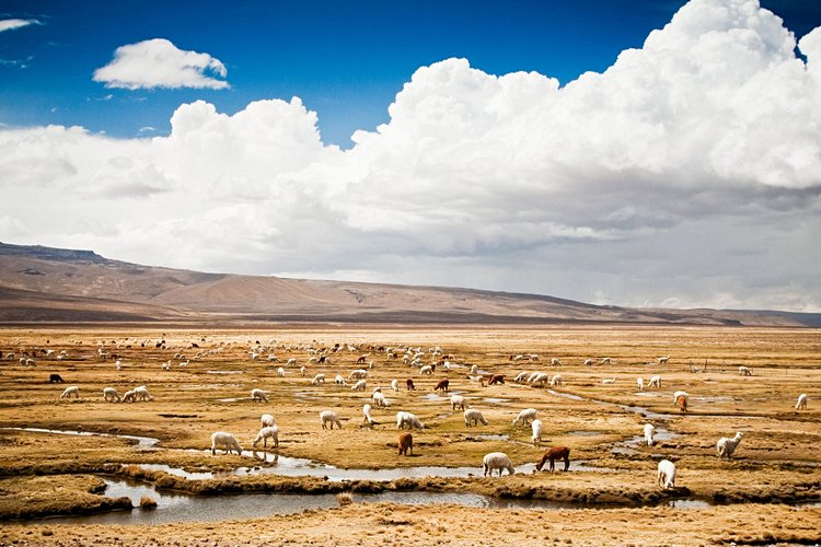 Reserva Nacional de Salinas y Aguada Blanca