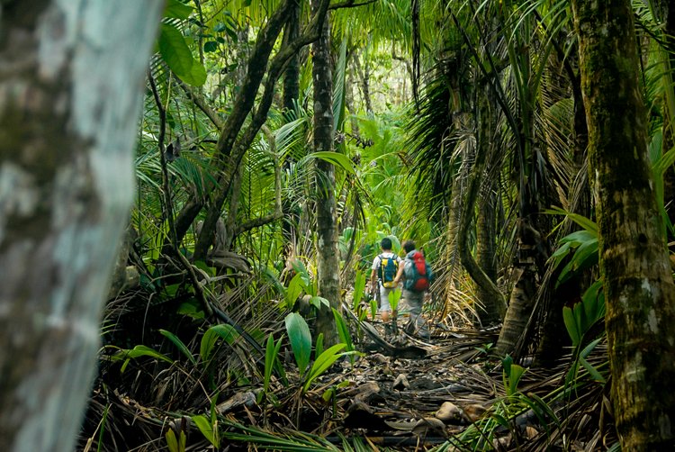 Forêt tropicale humide 2