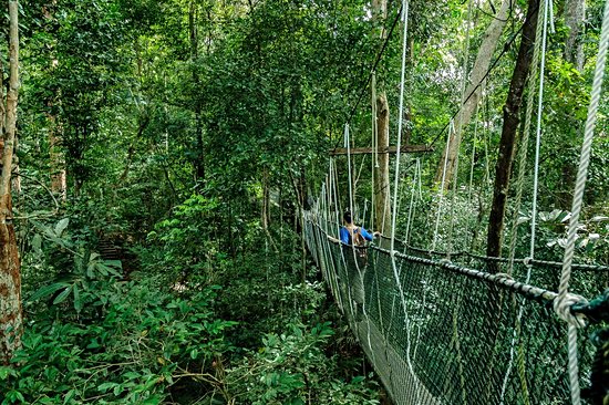 Le parc national de Taman Negara