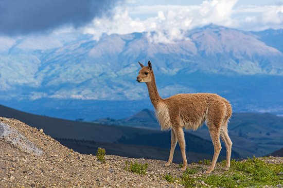 Chimborazo