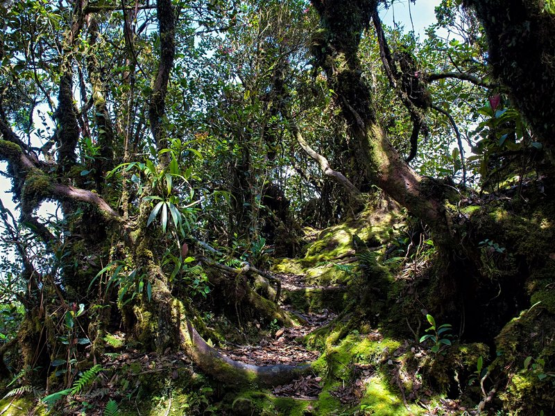 Mossy Forest (Forêt Moussue)