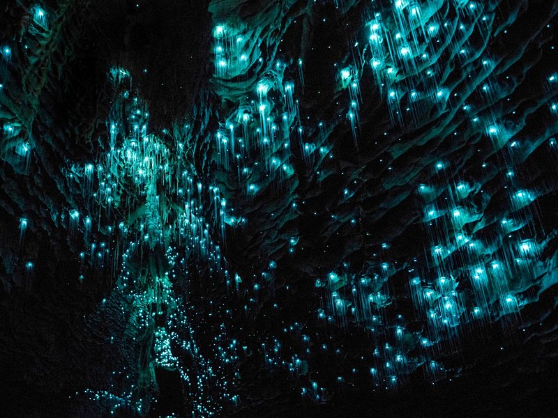 Caves de Waitomo