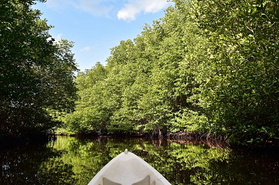 Faire du kayak dans la mangrove