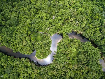 La forêt amazonienne