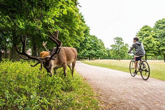 Explorer la nature à Richmond Park