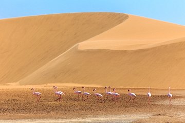 Désert du Kalahari