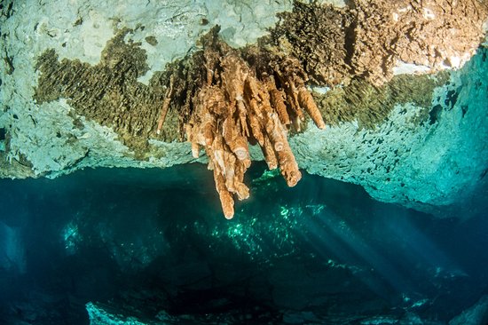 Cenote Jardin del Eden, Playa del Carmen