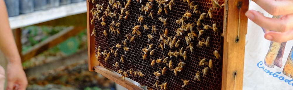 Visiter les fermes locales