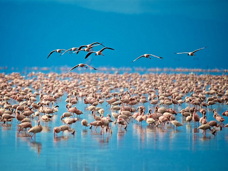 Lac Manyara