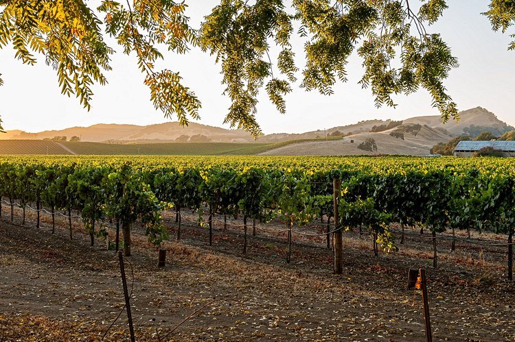 Route des vins de Napa Valley - États-Unis 2