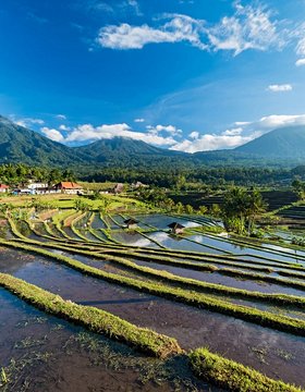 Les plus beaux lieux de Les rizières de Jatiluwih