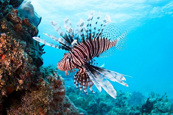 Barrière de corail d'Andros