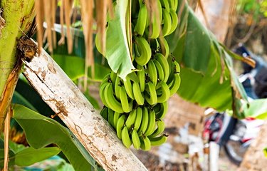 La banane de République dominicaine